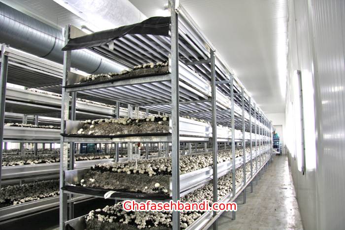 قفسه بندی قارچ