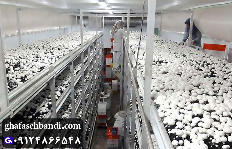 قفسه های لوله ای پرورش قارچ دکمه ای